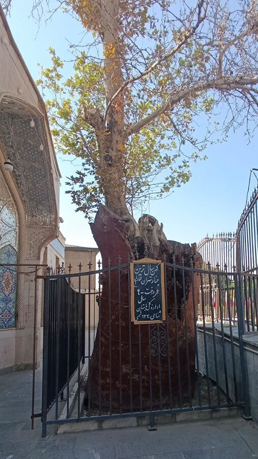 درختی که قد کودکیمان را اندازه میگرفت!
