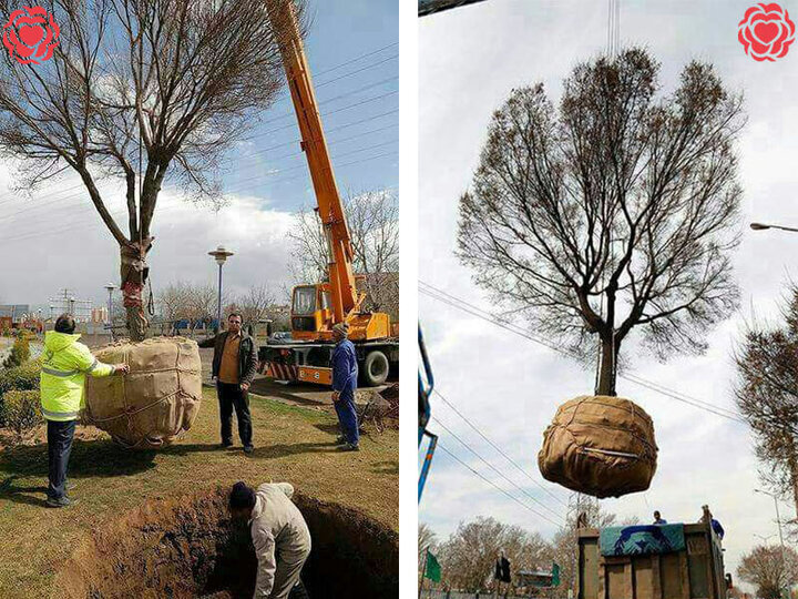 روز درختکاری؛ چرا جابجایی و انتقال درختان مهمتر از قطع آنهاست؟