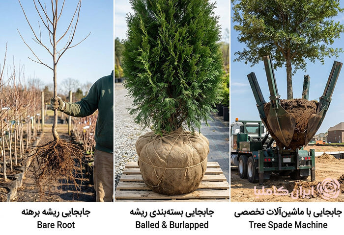 روز درختکاری؛ چرا جابجایی و انتقال درختان مهمتر از قطع آنهاست؟