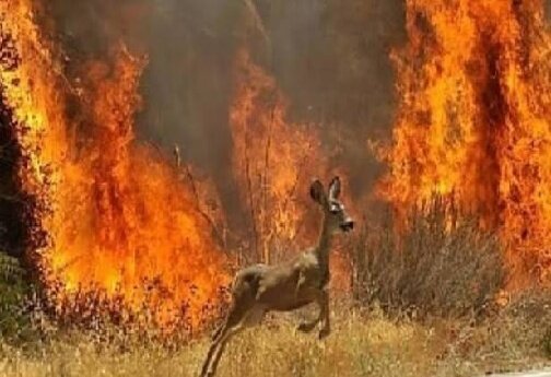 هشدار منابع طبیعی لرستان درباره کمبود بالگرد