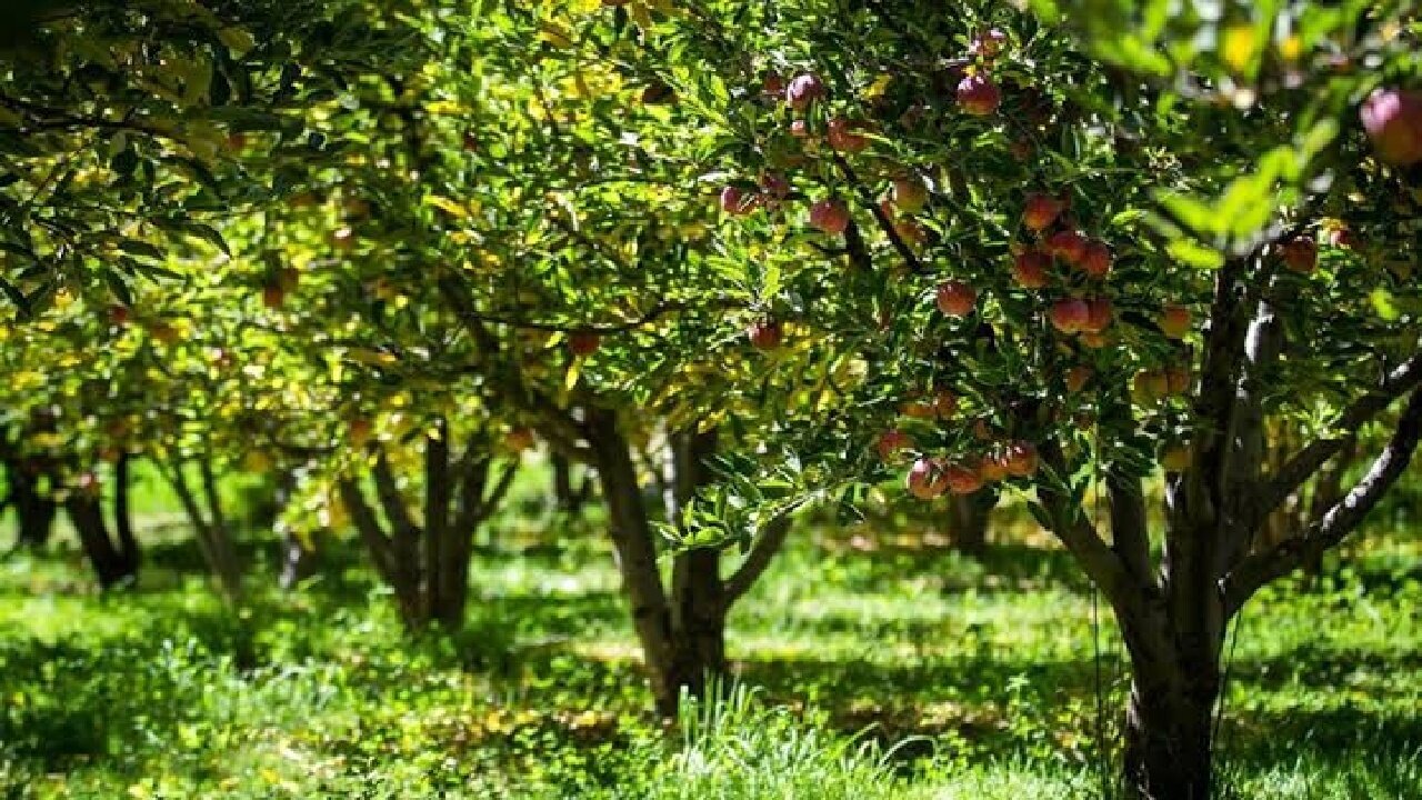 از سرمای کوهستان تا گرمای شکوفهها؛ آماده سازی باغات لرستان
