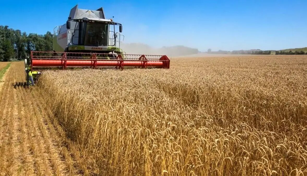 خرید ۱۰ میلیون تن گندم از کشاورزان مشروط بر اصلاح قیمت