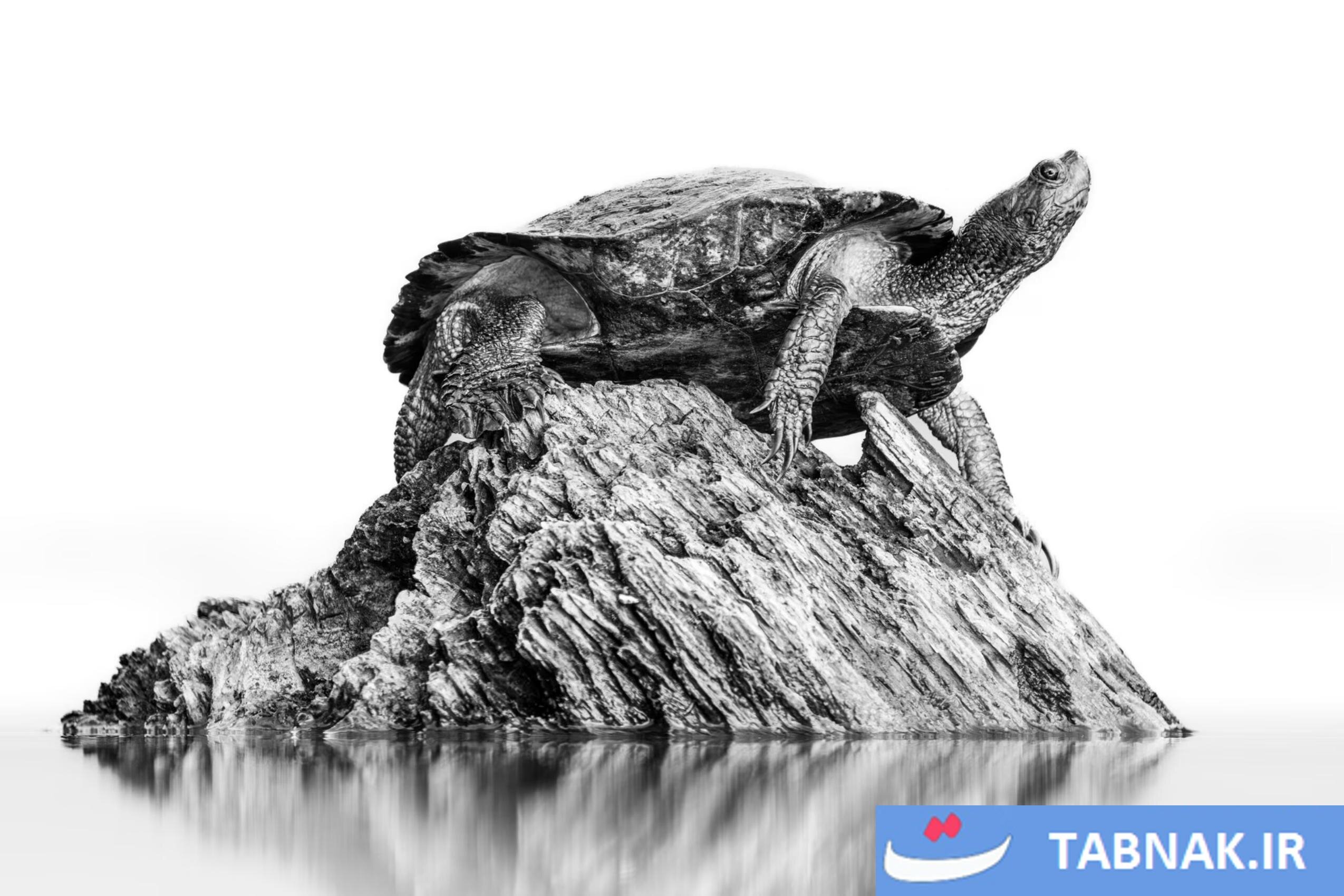 عکس/لحظات حیرت‌انگیز حیات‌وحش