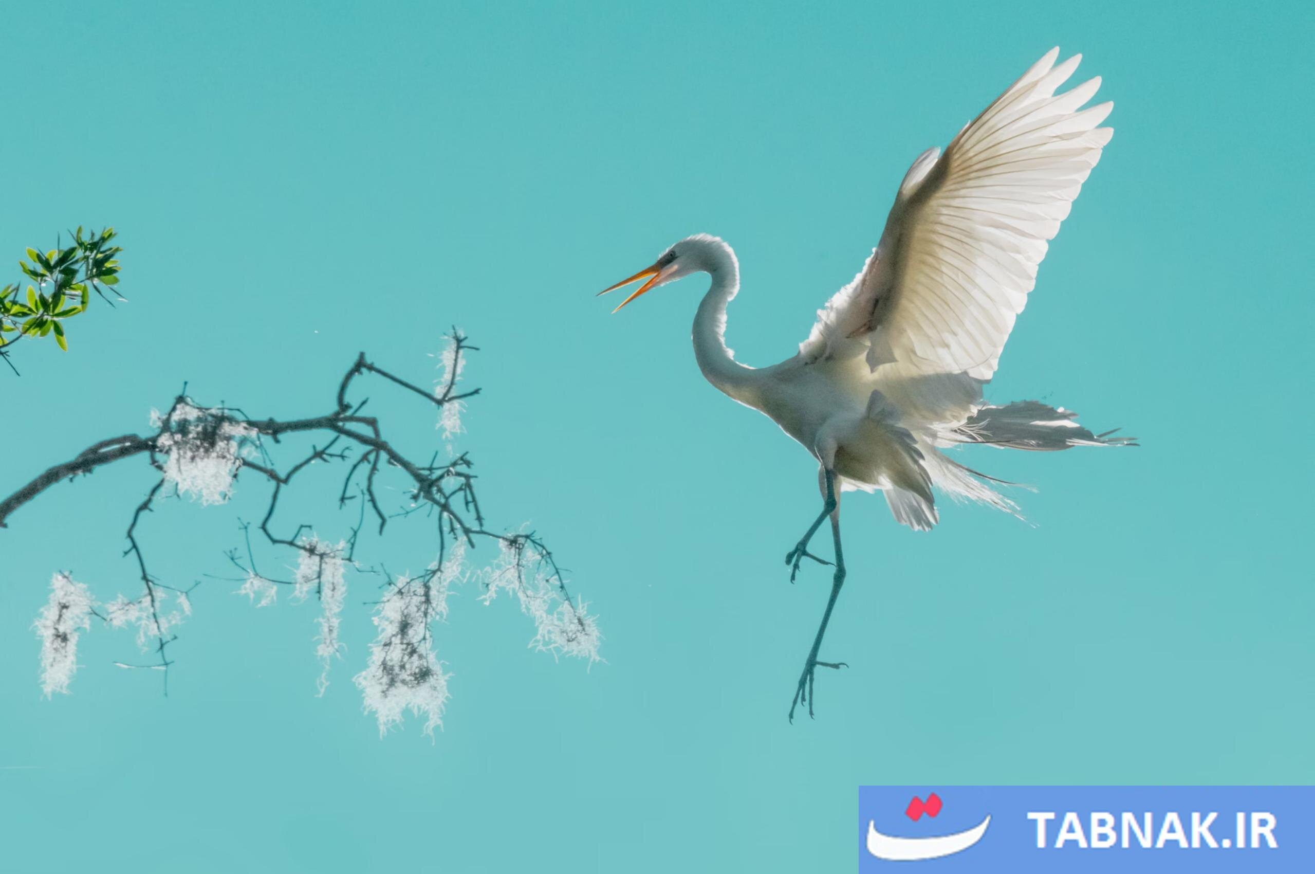 عکس/لحظات حیرت‌انگیز حیات‌وحش