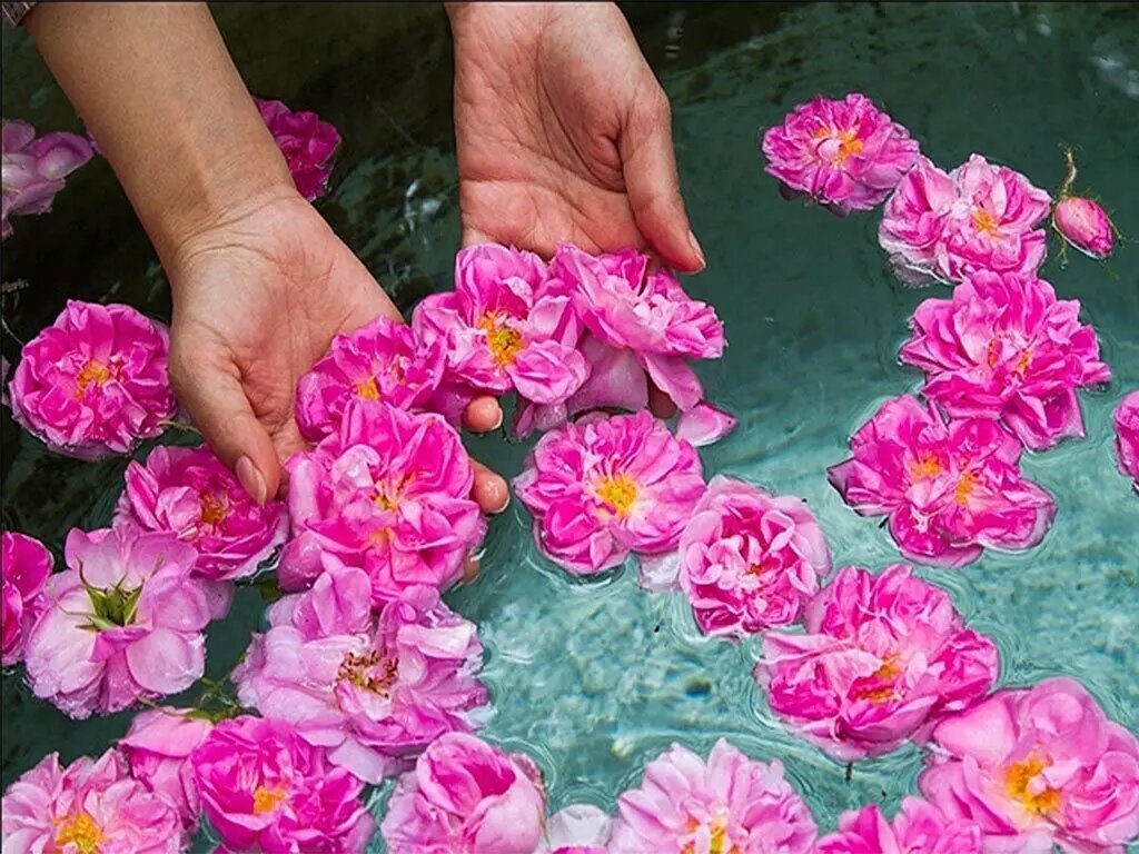گلاب اصل ؛ راهنمای تشخیص گلاب خالص کاشان و میمند