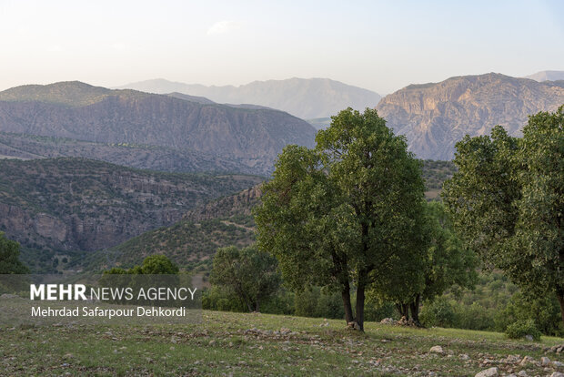 جنگل‌هایی که مزرعه می‌شوند