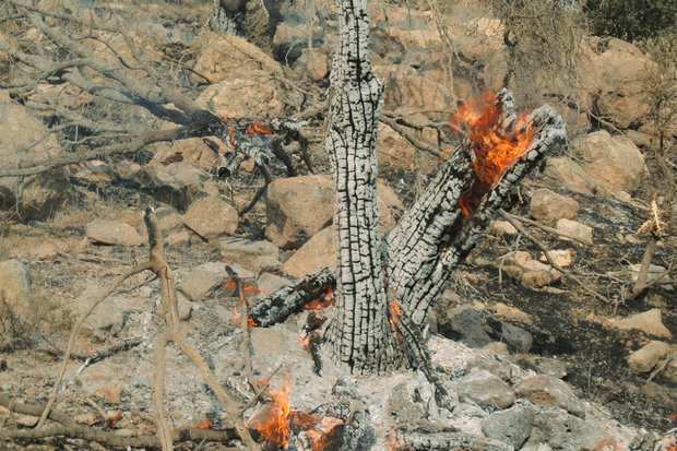 جنگل‌هایی که مزرعه می‌شوند