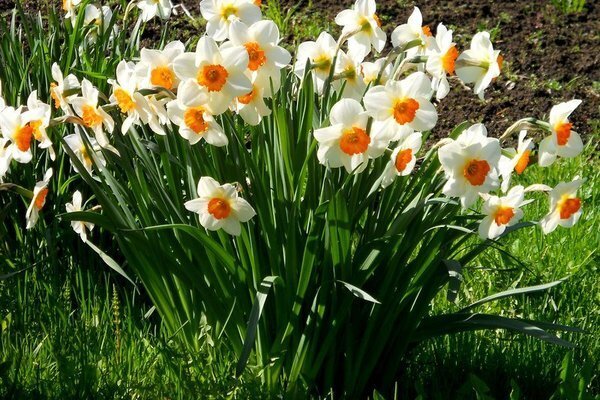اقتصاد روستایی در ایلام؛ از تولید و اشتغال تا انتظار برای حذف دلالان