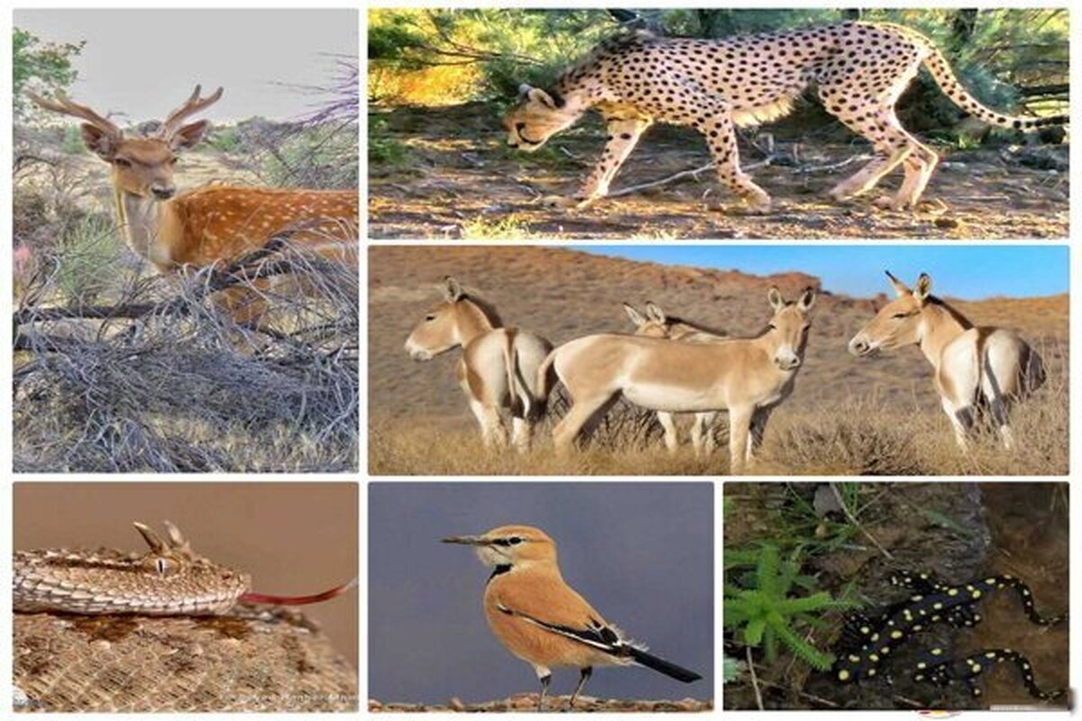 راهاندازی نخستین سامانه پایش بیماریهای حیاتوحش در تهران