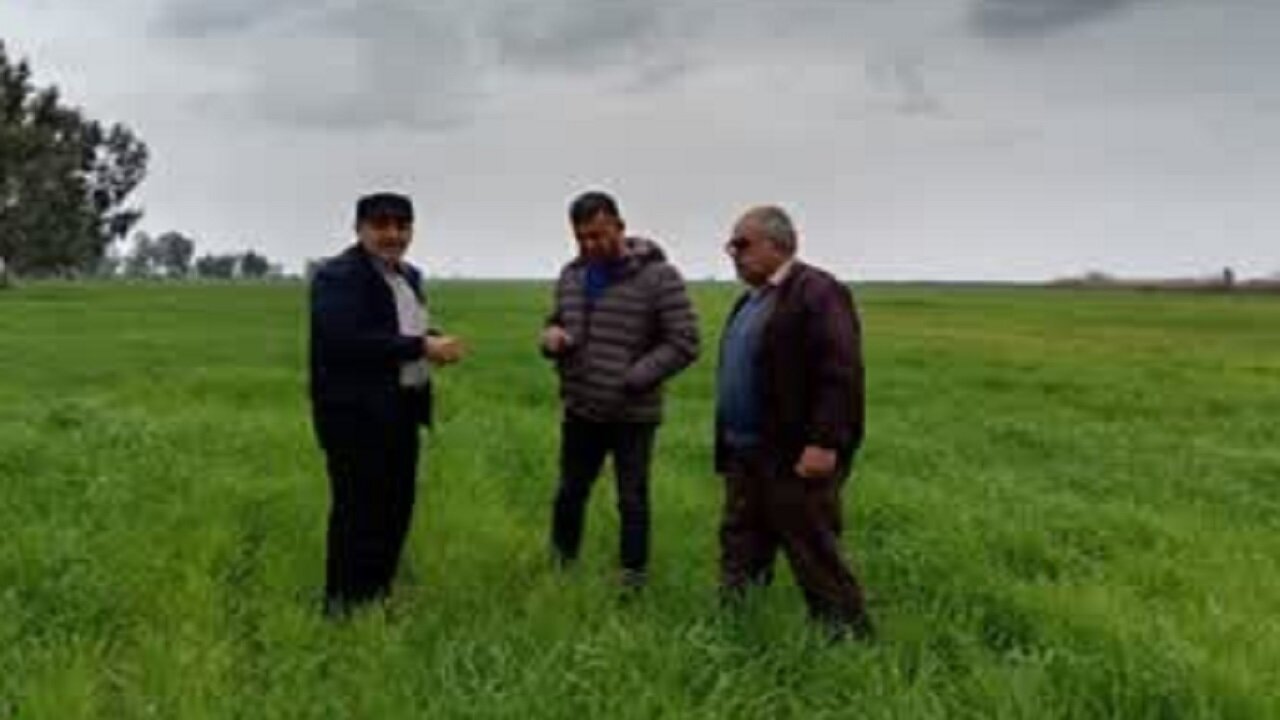 نظارت میدانی بر ۳۷۰۰ هکتار از مزارع طلایی؛ گندمزارهای میاندورود زیر ذرهبین کارشناسان