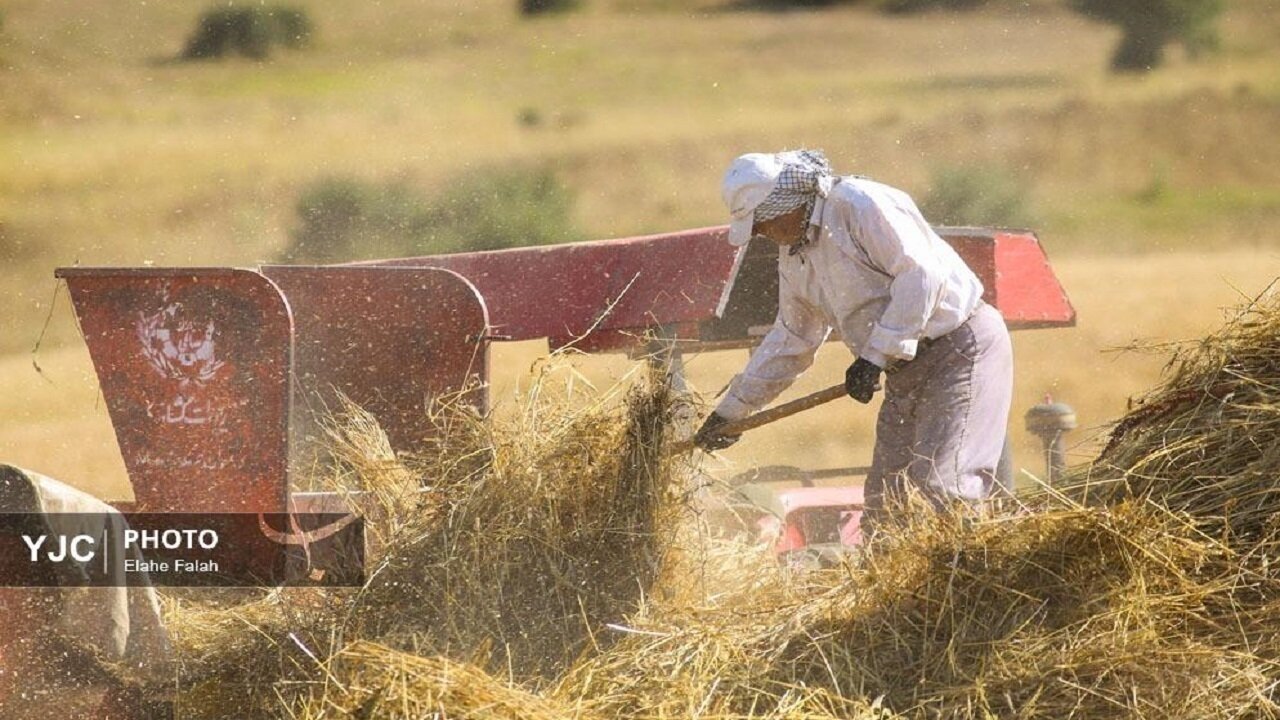خرید ۱۰ میلیون تن گندم از کشاورزان مشروط بر اصلاح قیمت