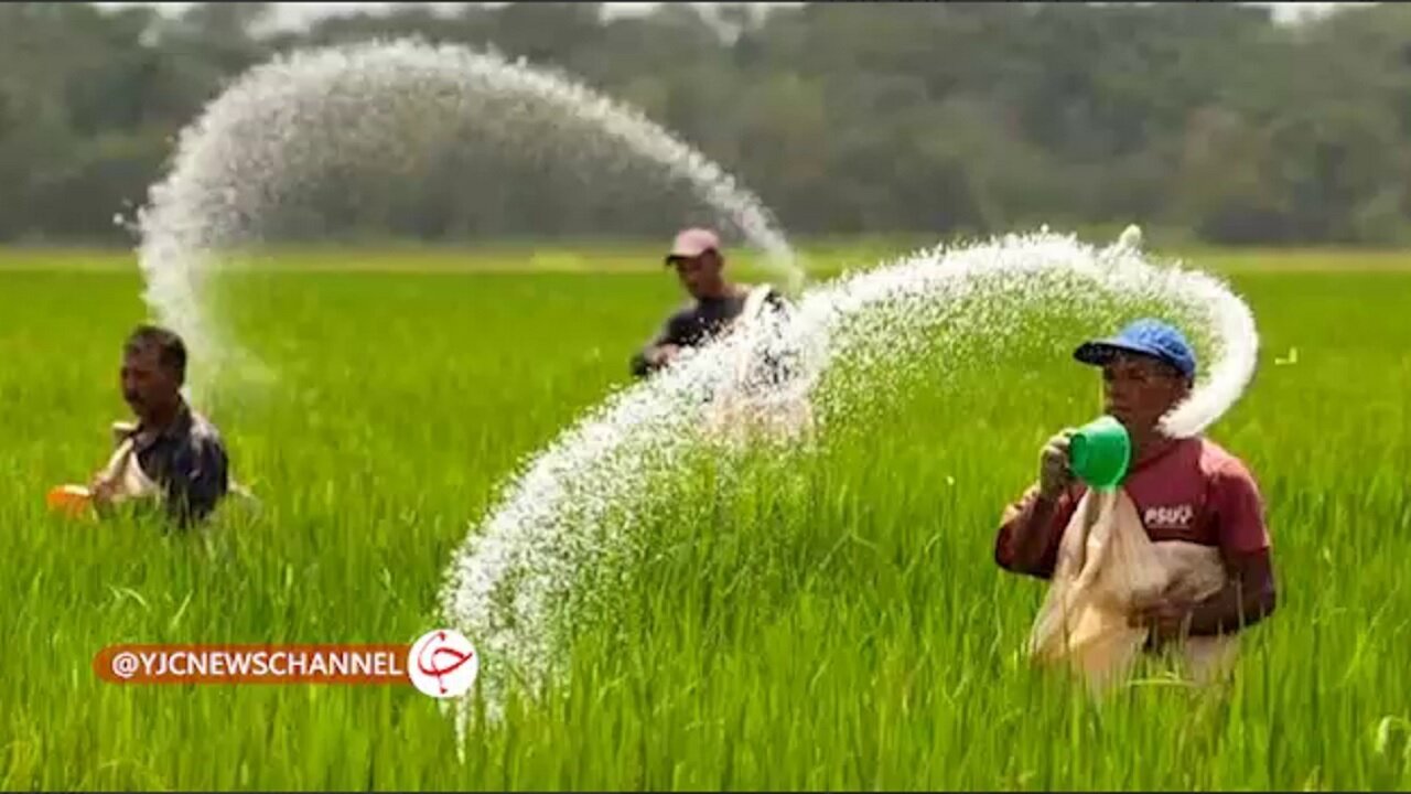 توزیع ۵ هزار تن کود اوره در بابل + فیلم