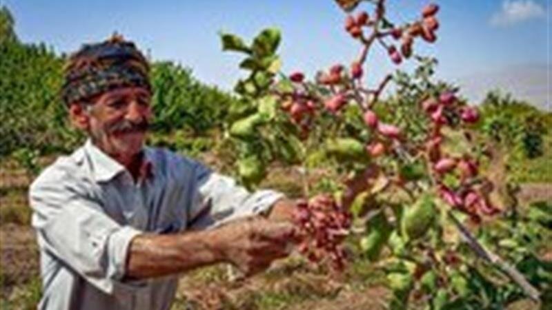 خراسان شمالی؛ قطب رو به رشد تولید پسته در کشور