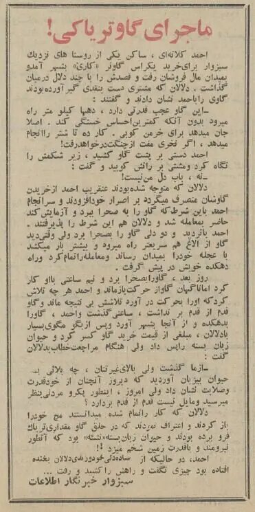 گاو تریاکی در سبزوار خبرساز شد! | ماجرای فروش گاو معتاد در سال ۱۳۴۴