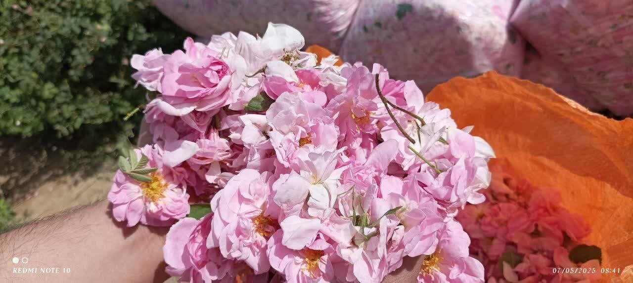 کشت بیش از ۸ هزار هکتار گیاه دارویی در نیشابور