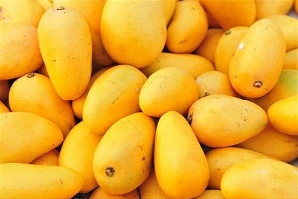 برداشت سالانه ۳۰ هزار تن انبه در هرمزگان