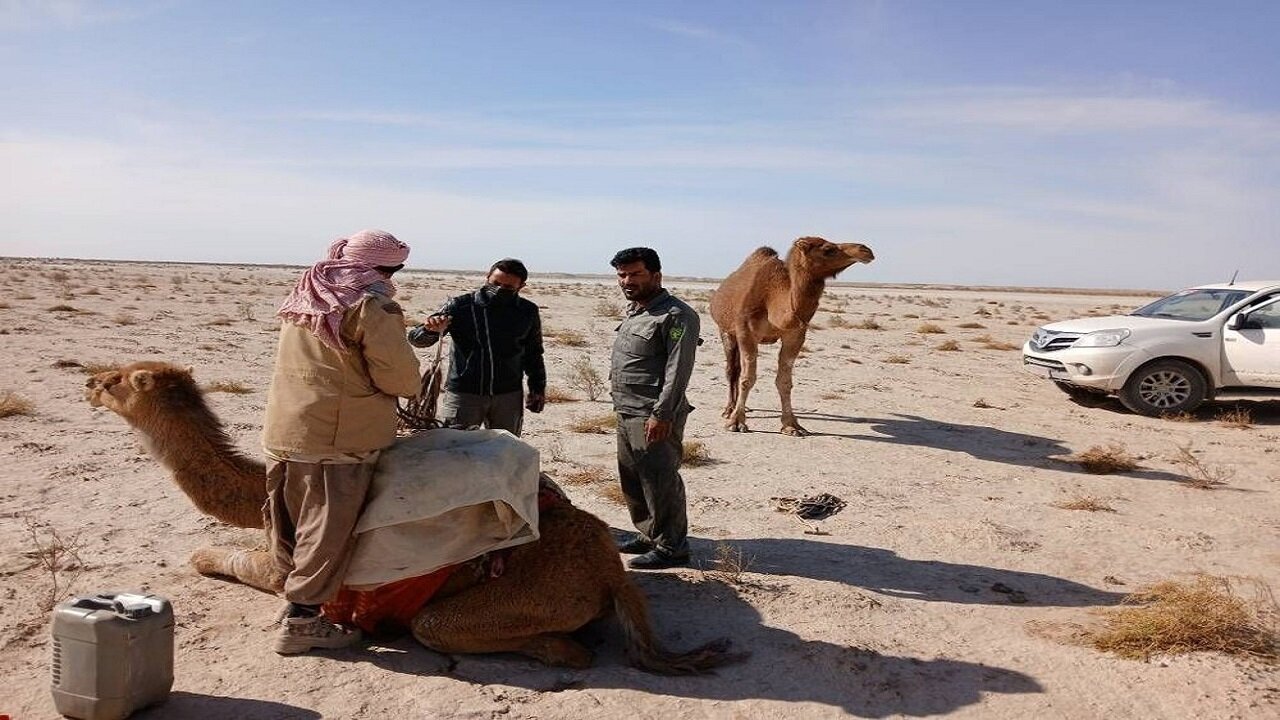 خروج ۷۰ نفر شتر از بستر تالاب هامون