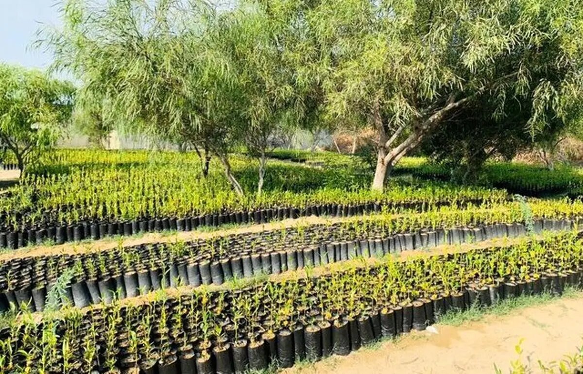 توزیع یک میلیون اصله نهال یارانهای توت بین نوغانداران کشور