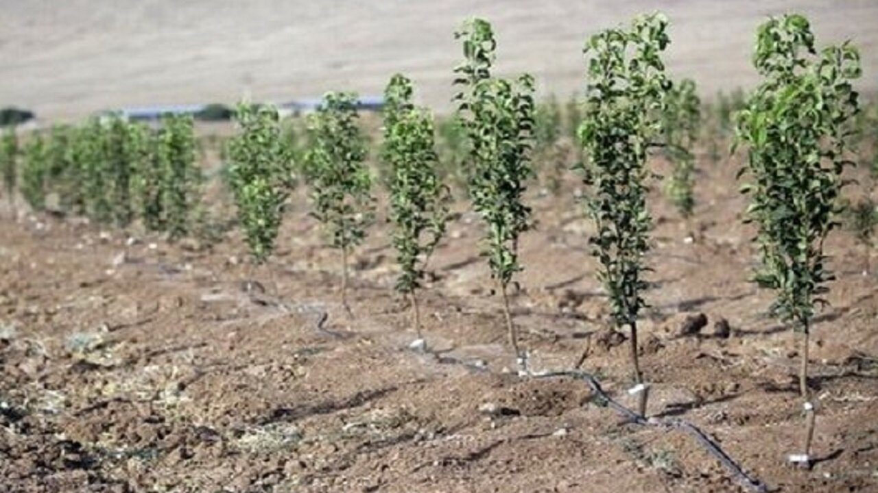 نهالهایی که کشاورزان برای فردایی سبز میکارند