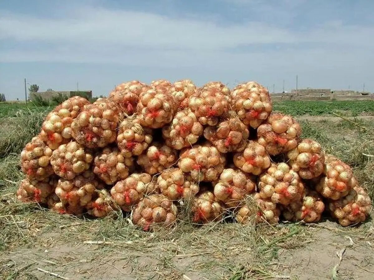 برداشت پیاز در شمیل بندرعباس آغاز شد
