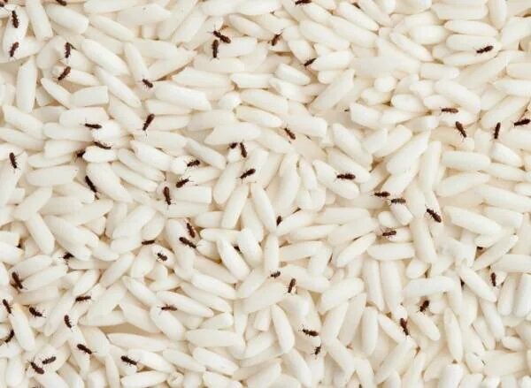 برنج را چطور تا یک سال بدون کرم و جوجو نگه داریم؟ ؛ ۷ راز ساده اما حرفه‌ای