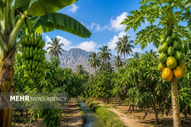 سیستان و بلوچستان بهشت میوههای استوایی؛ غفلت از ظرفیت اقتصاد کشاورزی