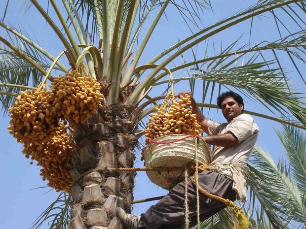 سیستان و بلوچستان بهشت میوههای استوایی؛ غفلت از ظرفیت اقتصاد کشاورزی