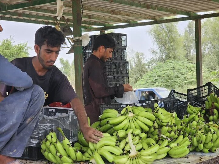 سیستان و بلوچستان بهشت میوههای استوایی؛ غفلت از ظرفیت اقتصاد کشاورزی