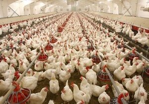 دستیابی ایران به فناوری نسل جدید جوجهکشی/ آغاز مذاکرات صادرات تجهیزات ایرانی به روسیه