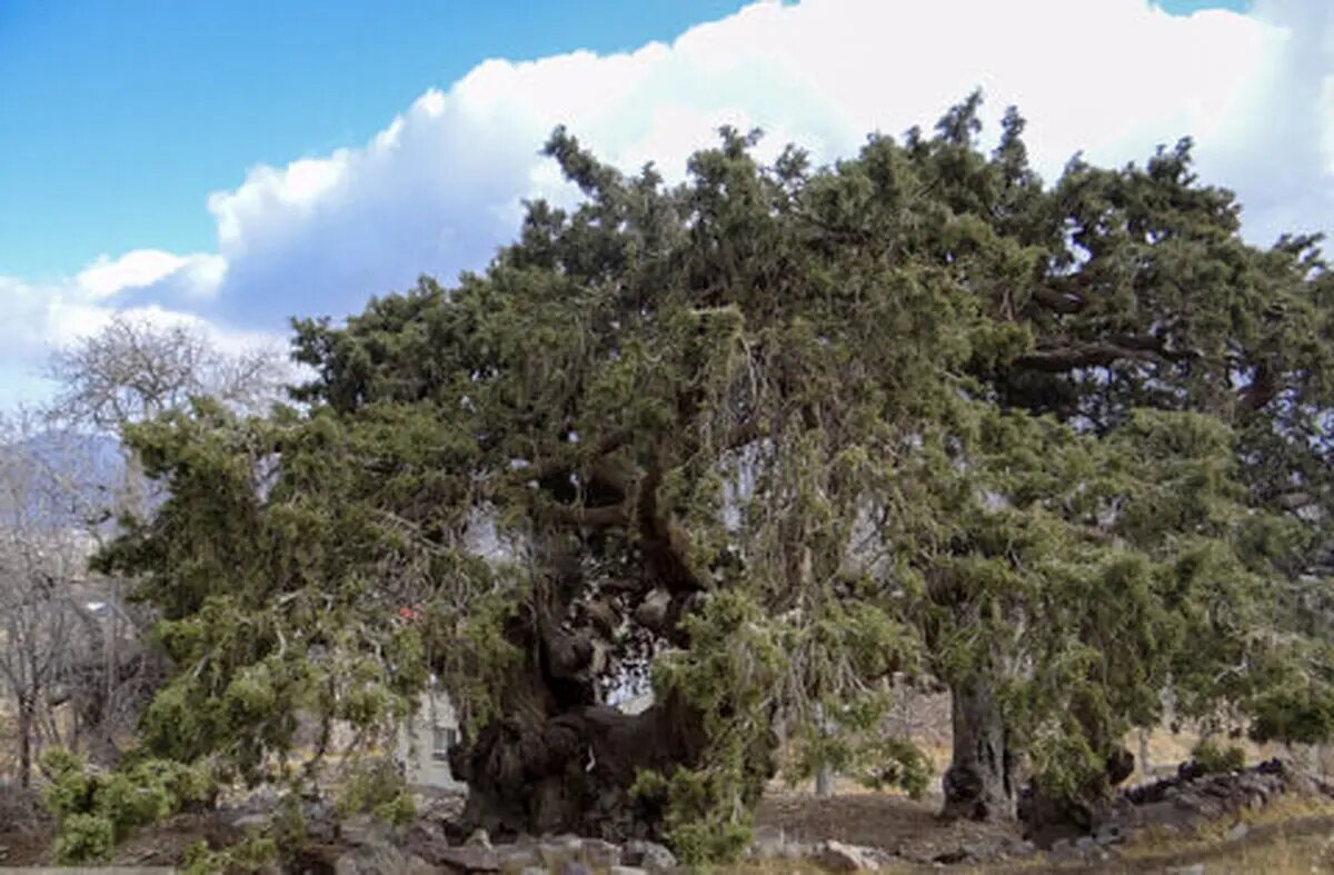 ثبت ملی سرو کهنسال شهرستان بم در دستور کار