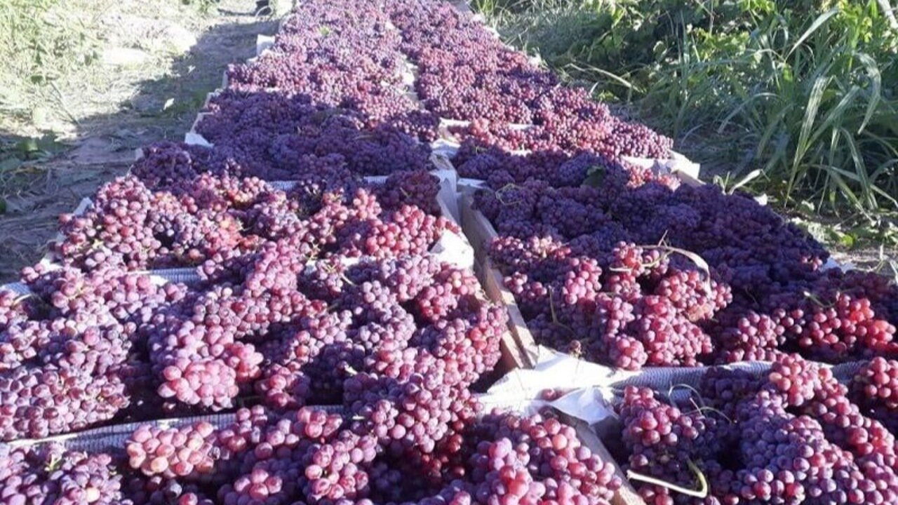 پیشبینی برداشت ۱۰ هزار تن انگور در سیستان و بلوچستان