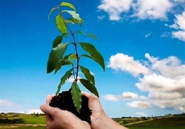طرح یک میلیارد درخت در نیمه راه؛ بقای نهالها مهمتر از آمار کاشت