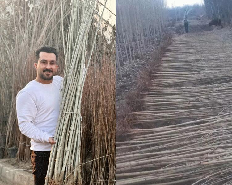 کیفیت چوب عالی برای صنایع مختلف