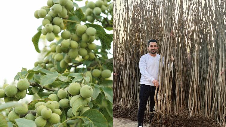 خرید نهال‌ از رویال