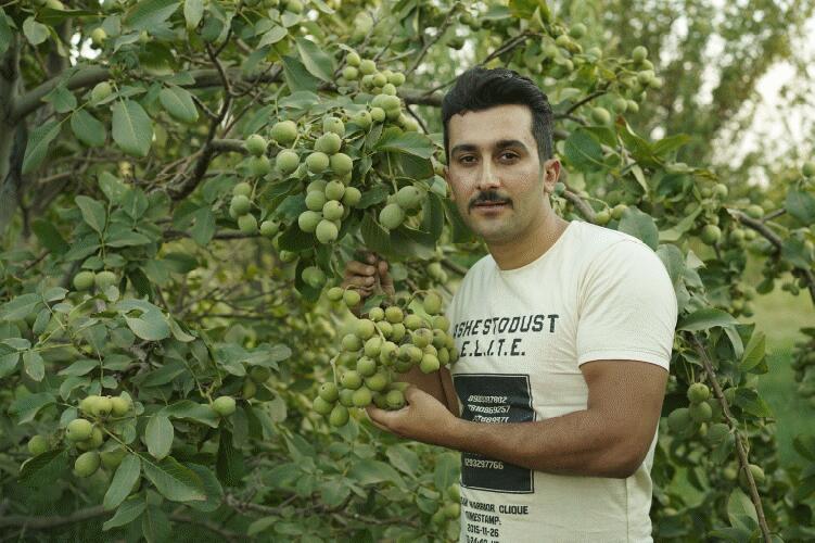 انتخاب نهال گردو