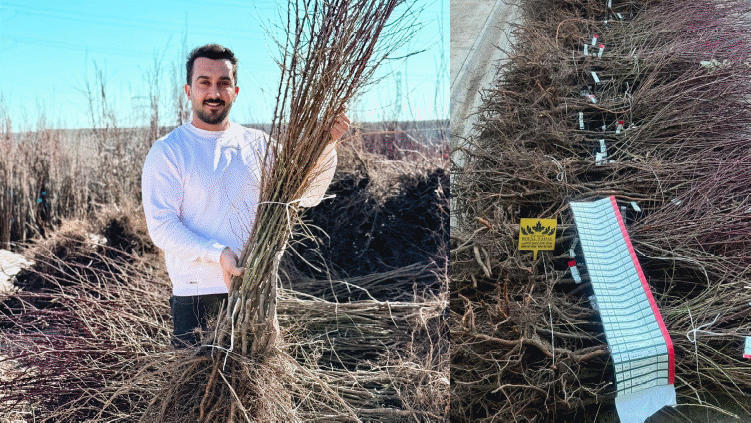 طلای خشک: درآمد میلیاردی از نهال بادام در اقلیم های خشک و کم آب