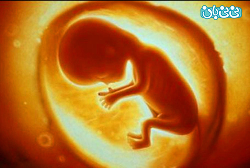 شگفتی‌ های جنین در دوران بارداری(2)