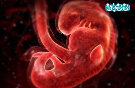 تصاویری از مراحل رشد جنین در رحم تا تولد