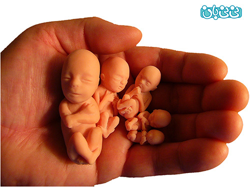 سقط جنین، از هفته چندم قتل می شود؟(2)