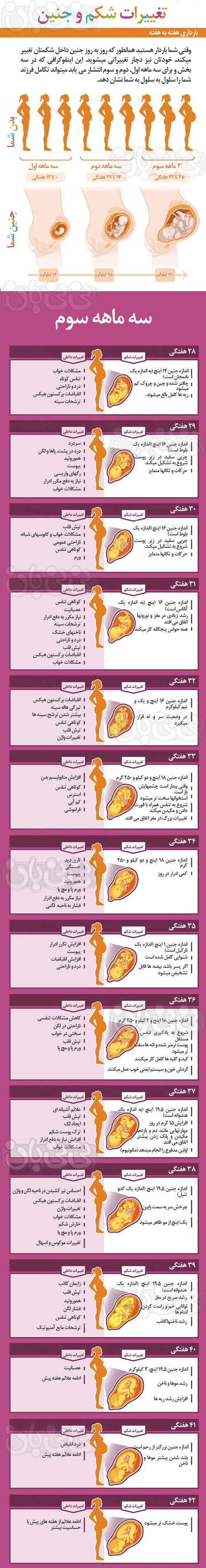 بارداری هفته به هفته، سه ماهه سوم