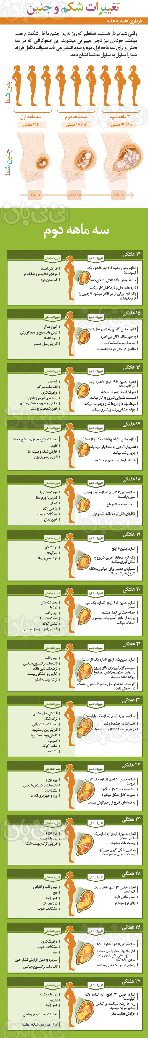 بارداری هفته به هفته، سه ماهه دوم (2)