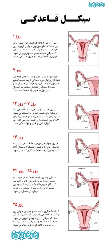 تصویری: چرخه قاعدگی در زنان (9)