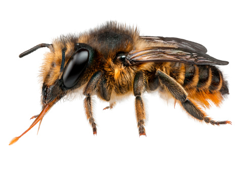 کمک های اولیه در گزیدگی، نیش زنبور گاهی کشنده است