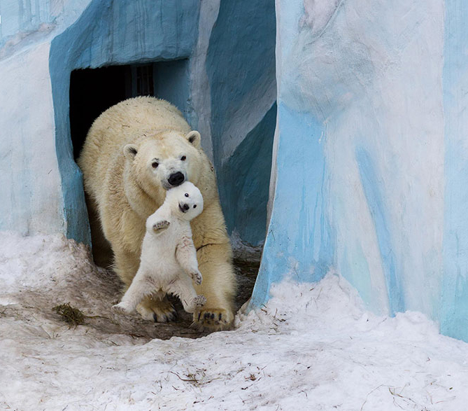 زیباترین لحظه‌های والدین و کودکان در جهان حیوانات (1)
