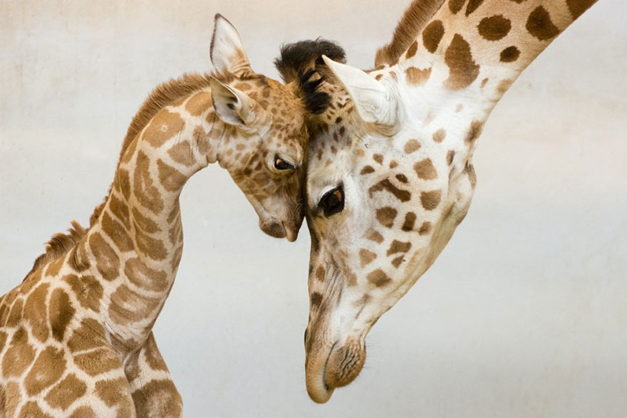 زیباترین لحظه‌های والدین و کودکان در جهان حیوانات (1)