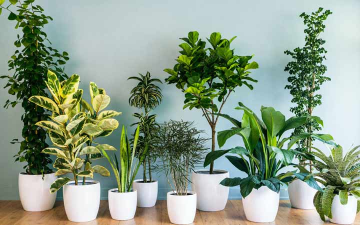 ۱۲ گیاهی که نگهداری‌شان در خانه به حفظ سلامت شما کمک می‌کند