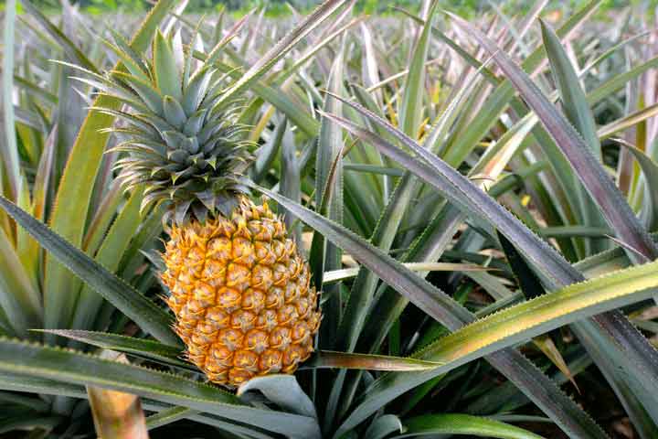 خواص آناناس؛ ۱۰ فایده باورنکردنی این میوه خوشمزه برای سلامتی | چطور