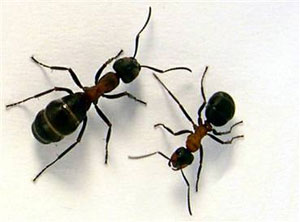 چطور از دست مورچه‌ها خلاص شویم