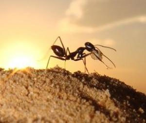 مورچه ها را فراری دهیم
