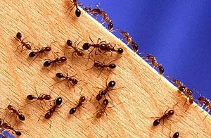 مبارزه با مورچه‌های موذی منزل